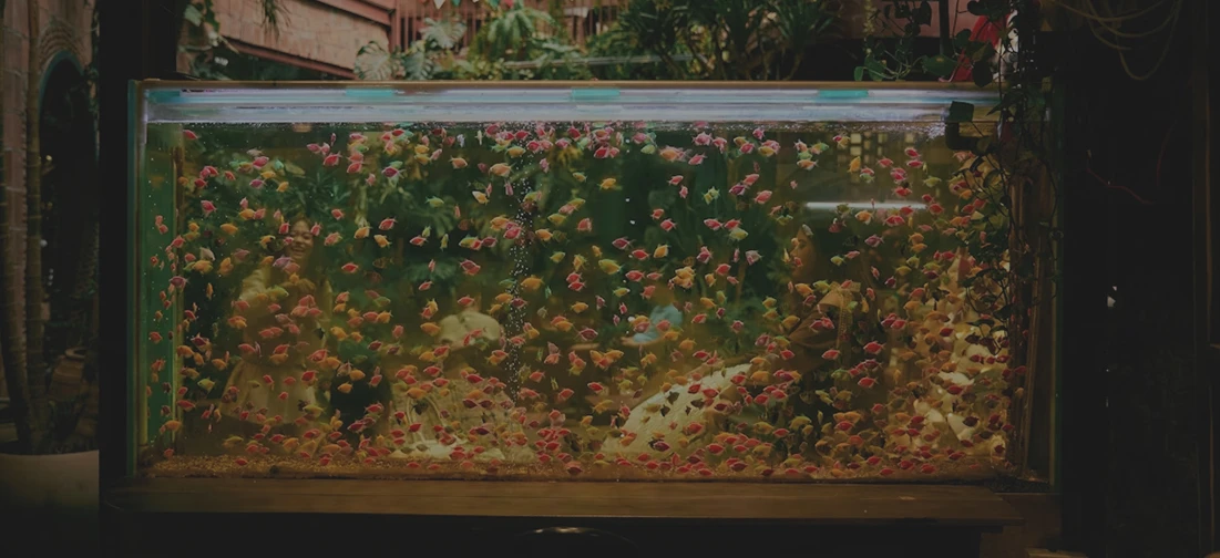 Applications d'&eacute;tanch&eacute;it&eacute; pour aquariums et grands aquariums
