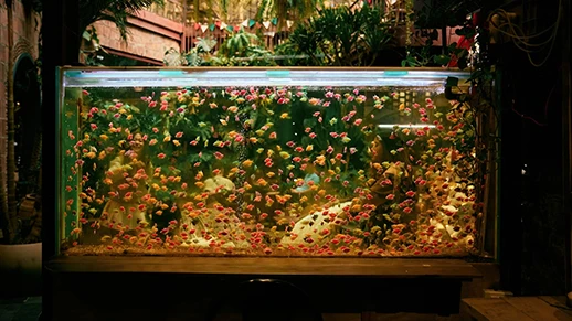 Grand aquarium en verre